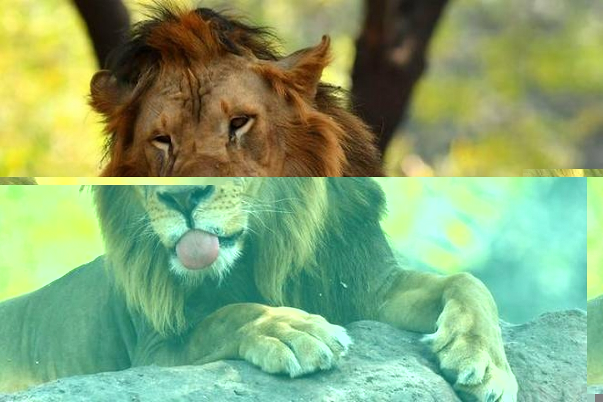 8 con sư tử tại Công viên động vật Nehru (Ấn Độ) mắc Covid-19